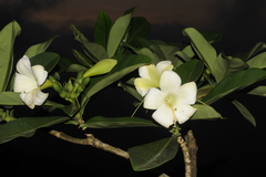 Fagraea ceilanica
